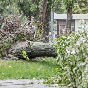 Umgefallene Bäume können viel Schaden anrichten