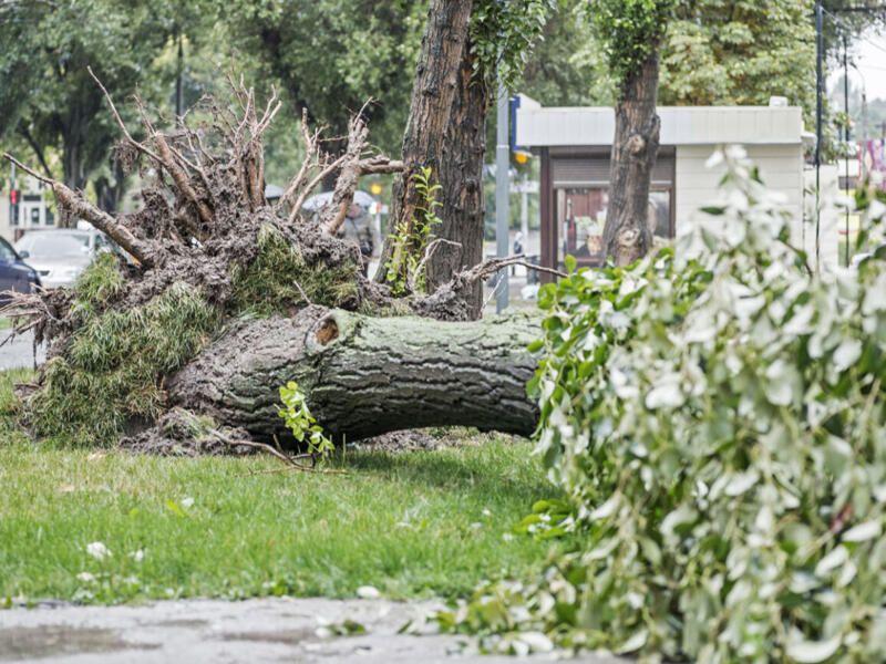 Umgefallene Bäume können viel Schaden anrichten